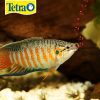 TETRACOLOR TROPICAL GRANULOS 75 GR - Image 4