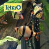 TETRA PRO COLOR CRISP 75 GR - Image 2