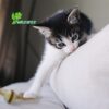 JUGUETE ECO PARA GATO BOLA PLUMAS. - Image 2
