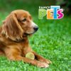 JUGUETE PELOTA GDE DE TENIS CON SQUEAKER - 1 PZ - Image 2