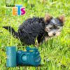 DISPENSADOR CON BOLSAS SANITARIAS DRY PET - 40 PZ - Image 4