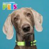 COLLAR GDE CON ULTRA GRIP Y BANDAS REFLEJANTES VERDE - Image 2