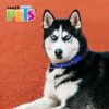 COLLAR GDE CON ULTRA GRIP Y BANDAS REFLEJANTES AZUL - Image 3