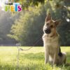 ESTACA PARA SUJETAR MASCOTAS 40CM - Image 2