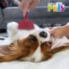 CARDA CH ROJA PARA MASCOTAS (GRANEL) - Image 3