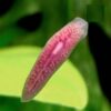 Trampa de cristal para planaria. - Image 3