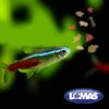 HOJUELAS IMMUNE ADVANTAGE P/PECES TROPICALES 40 GRS. - Image 3
