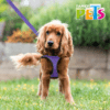 SET ARNES Y CORREA SPORTIE INT VIOLETA - Image 8