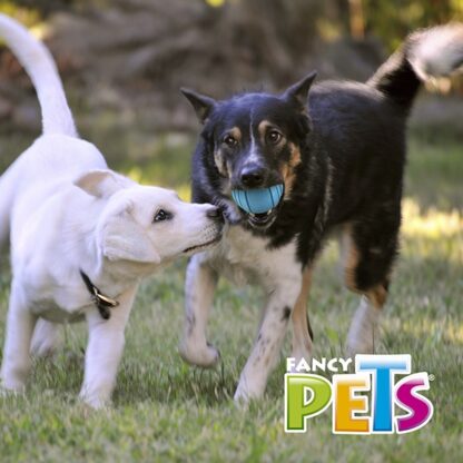 PELOTA PAWPY FETCH - Image 5