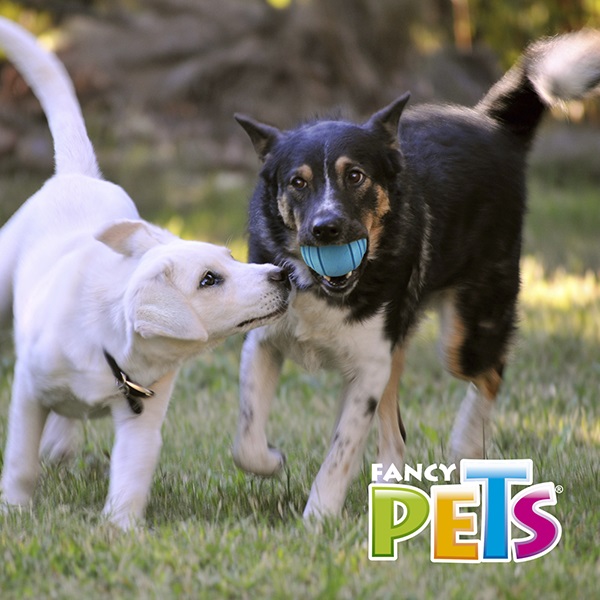PELOTA PAWPY FETCH - Image 5