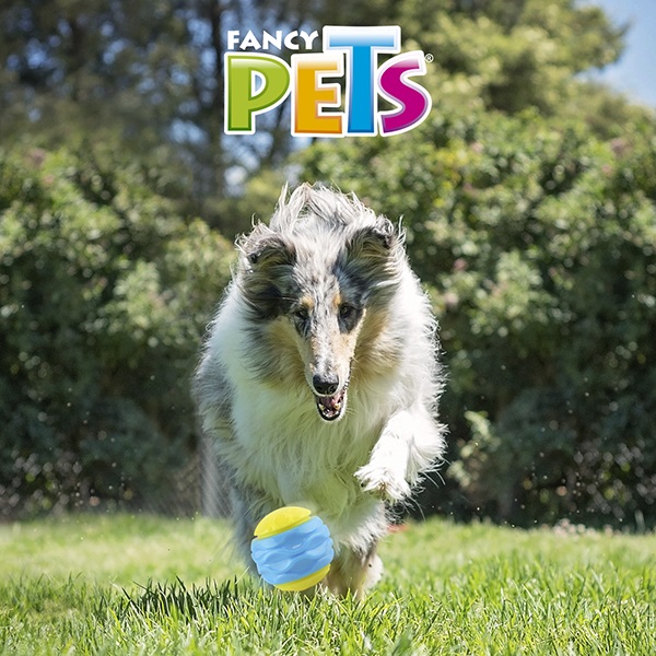 PELOTA CURVY C/SONIDO FETCH - Image 4
