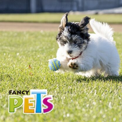 PELOTA SPIKY CH FETCH - Image 4